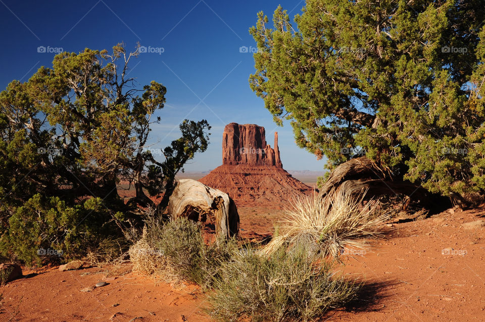 The West Mitten from Monument Valley framed by green trees and grass!