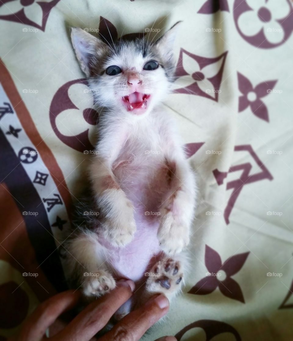 Kitten with cute meow. Begging for milk...