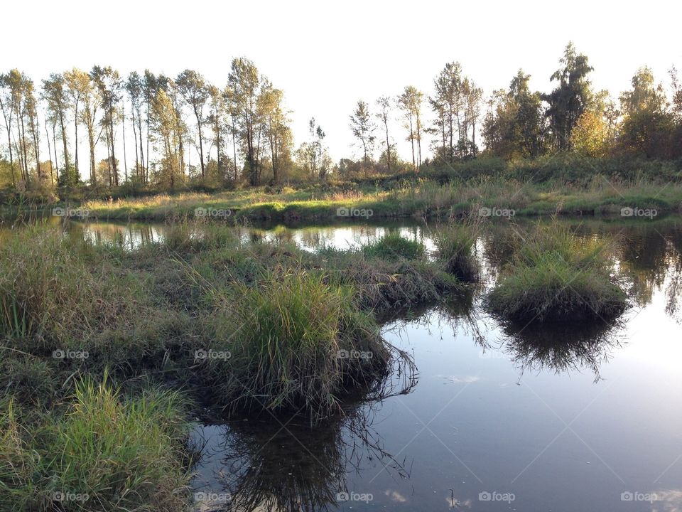 Reflections in the wetlands. Reflections in the wetlands