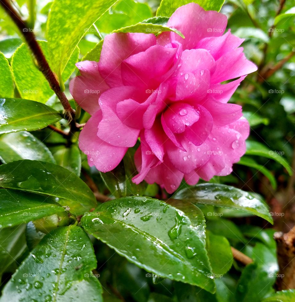 pink flower in rain.