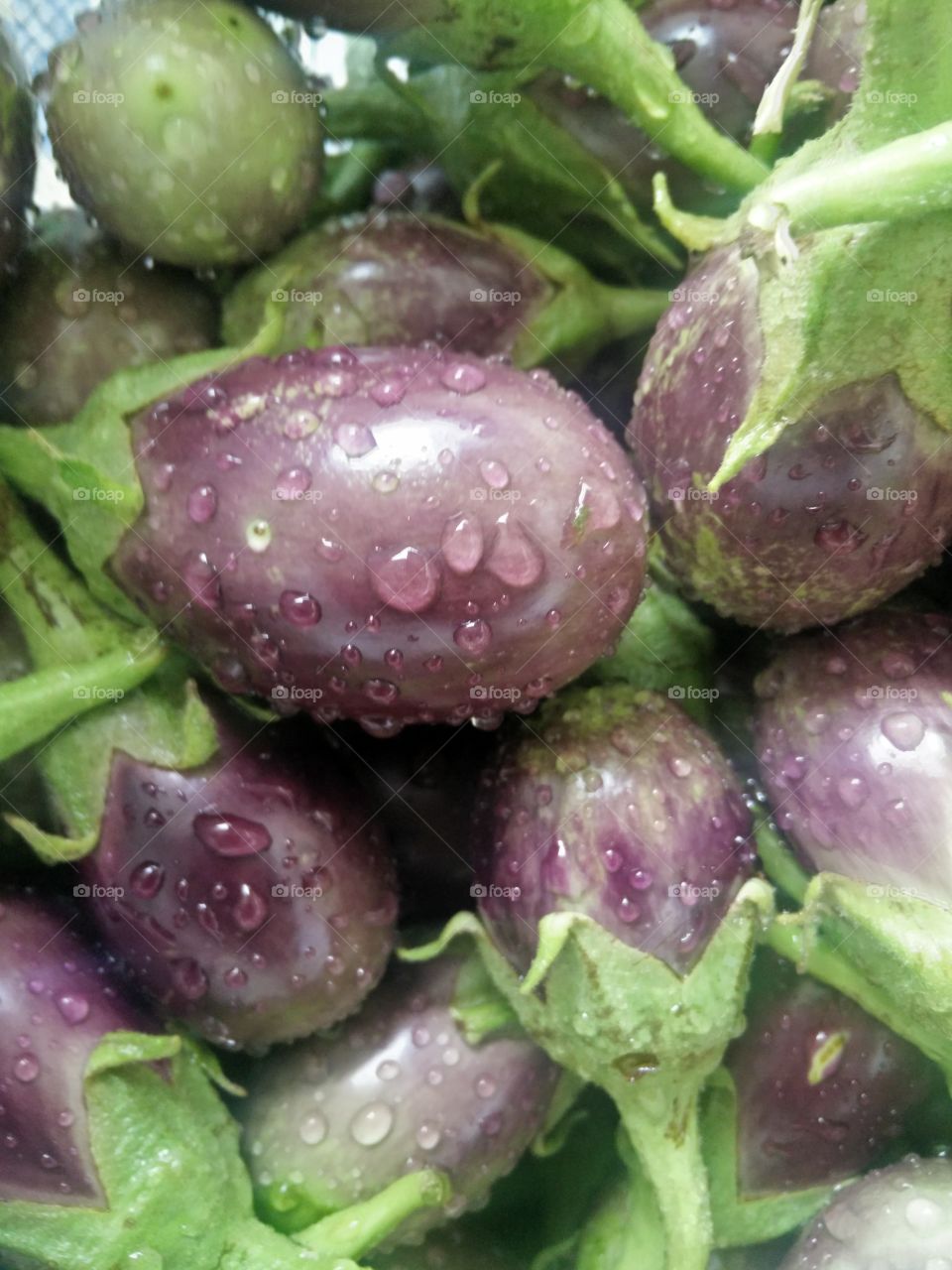 fresh brinjal with water drops