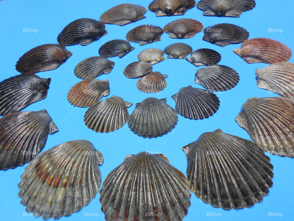 Scallop spiral design