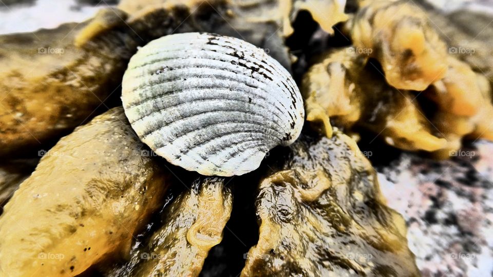 Baltic Sea Shell 