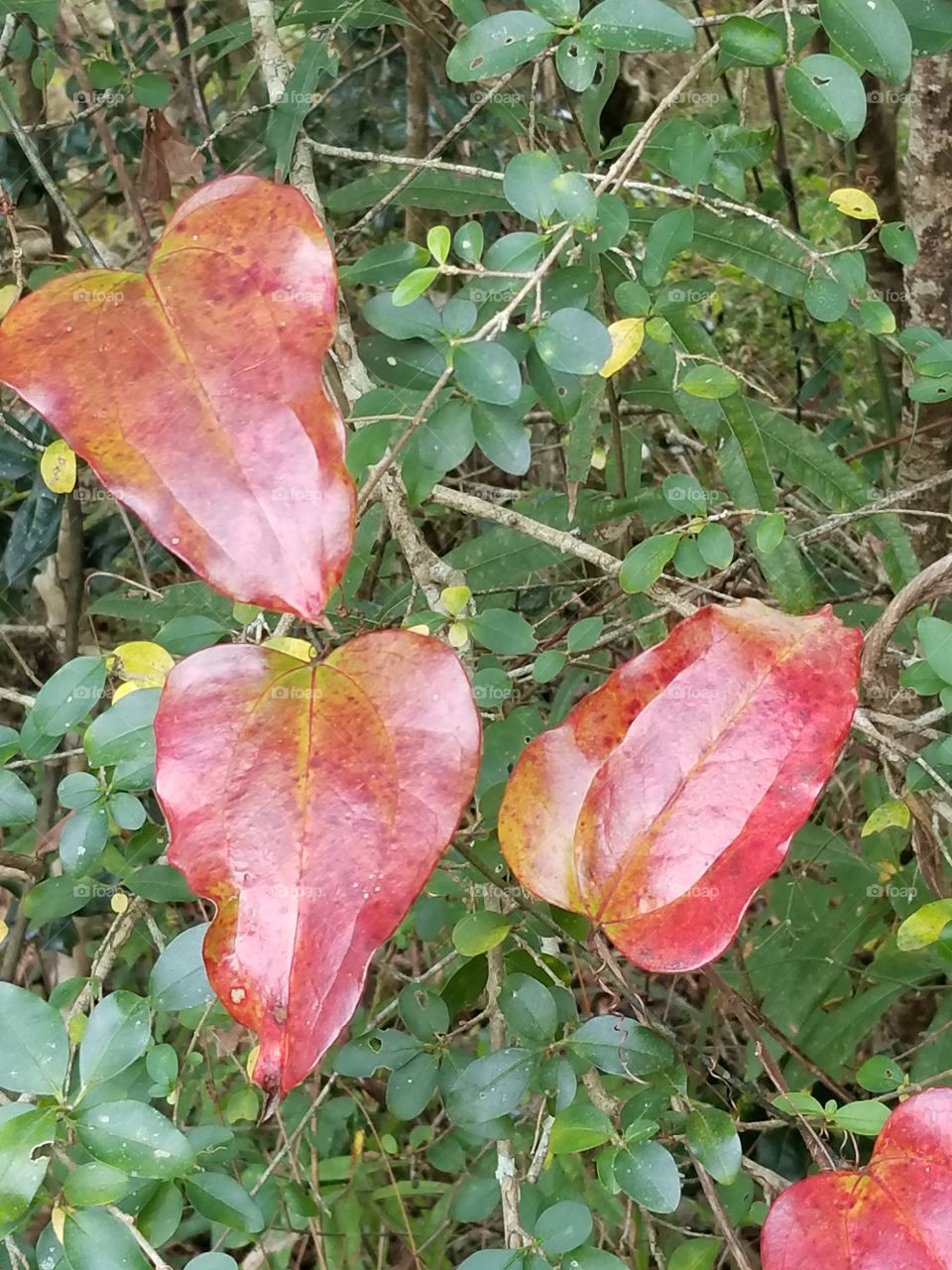 All turning colors