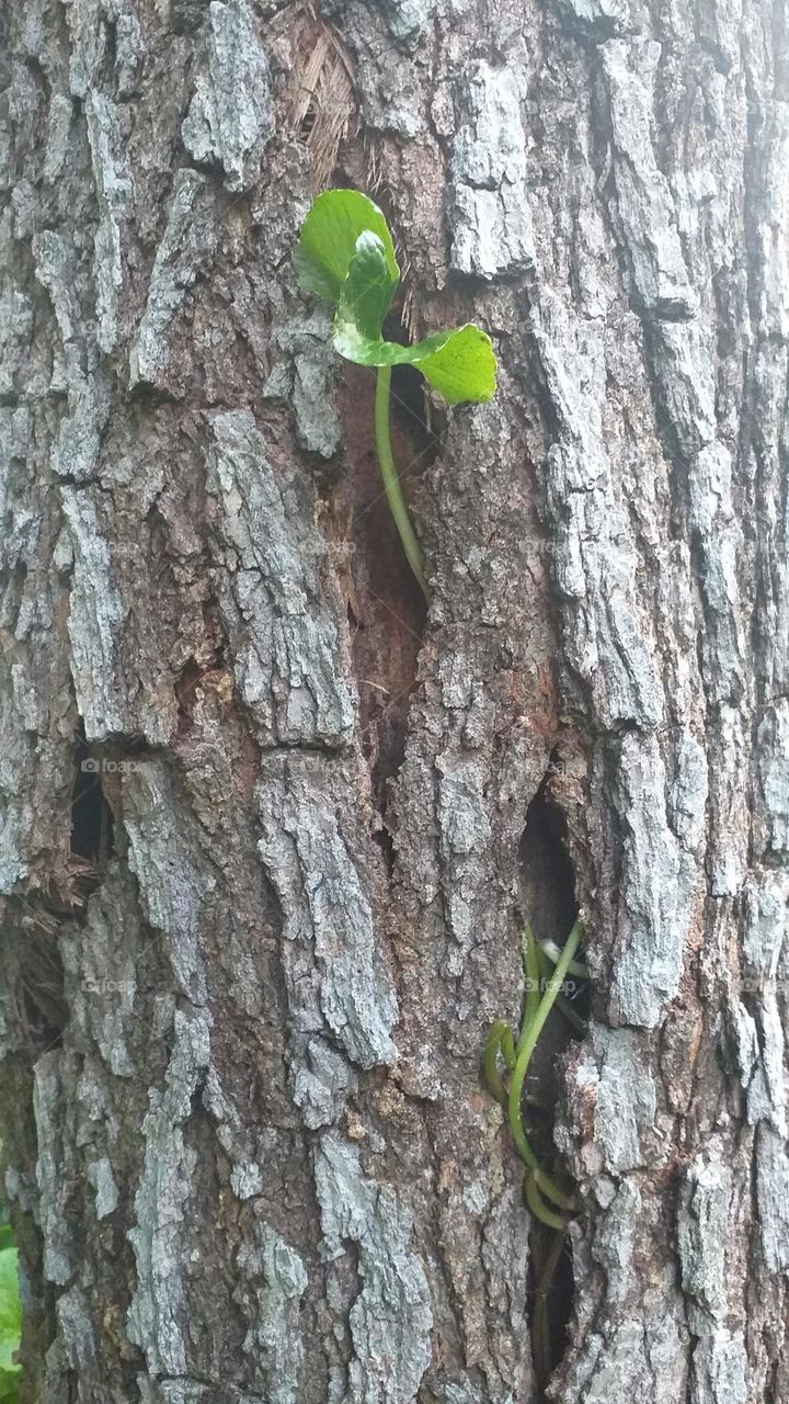 Plant inside a tree bark