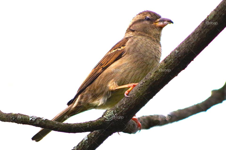 Sparrow Perched on Branch 