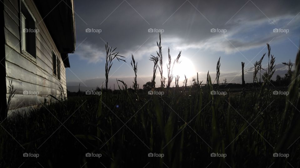 Tall grass silhouette, rustic house