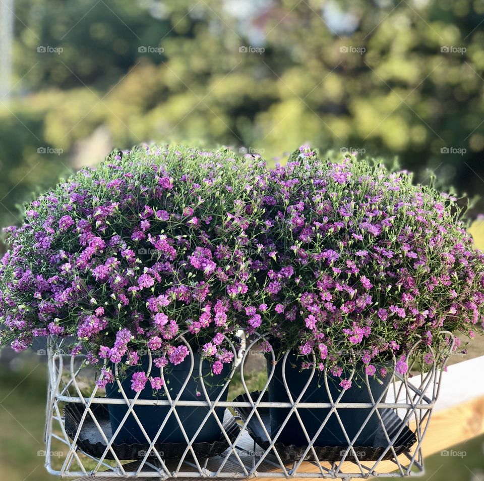 Pink / Purple summer flowers 