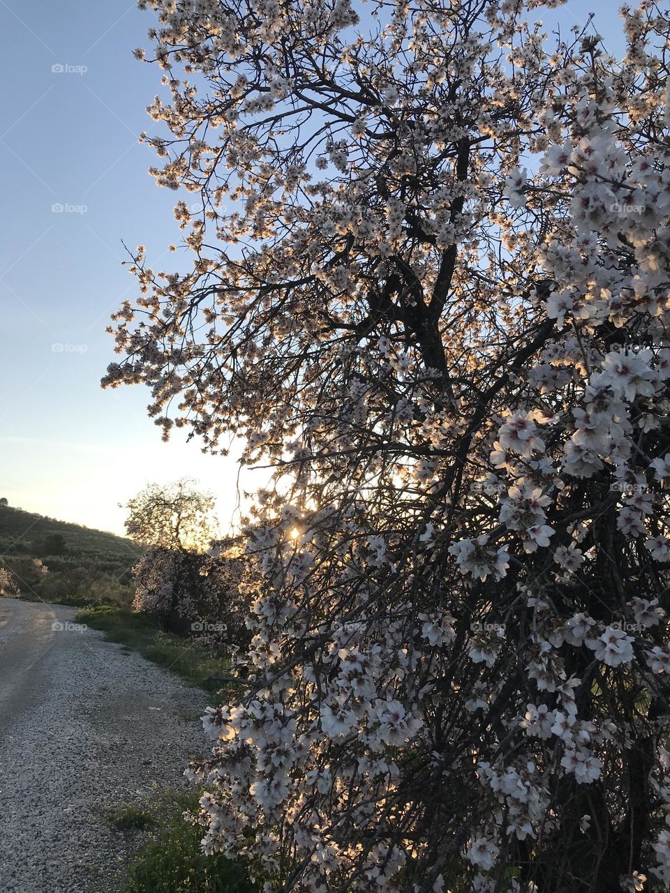 La flor del camino 