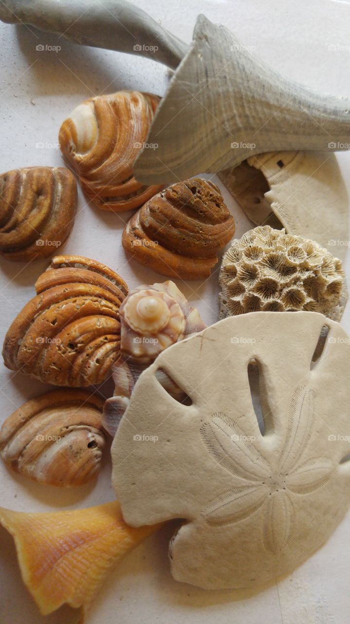 Sea shells