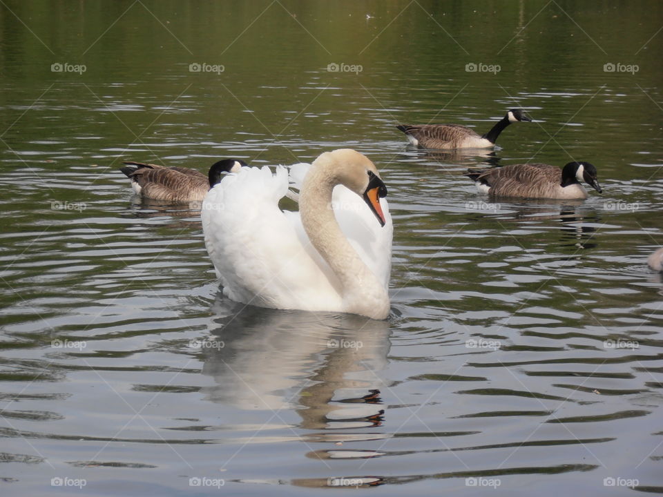 Swan With Geese