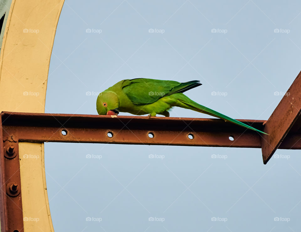 Bird photography - parrot behaviour - beak sharpening