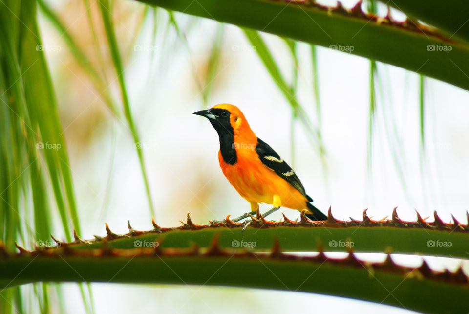 Native to the Yucatan Baltimore Oriole bird