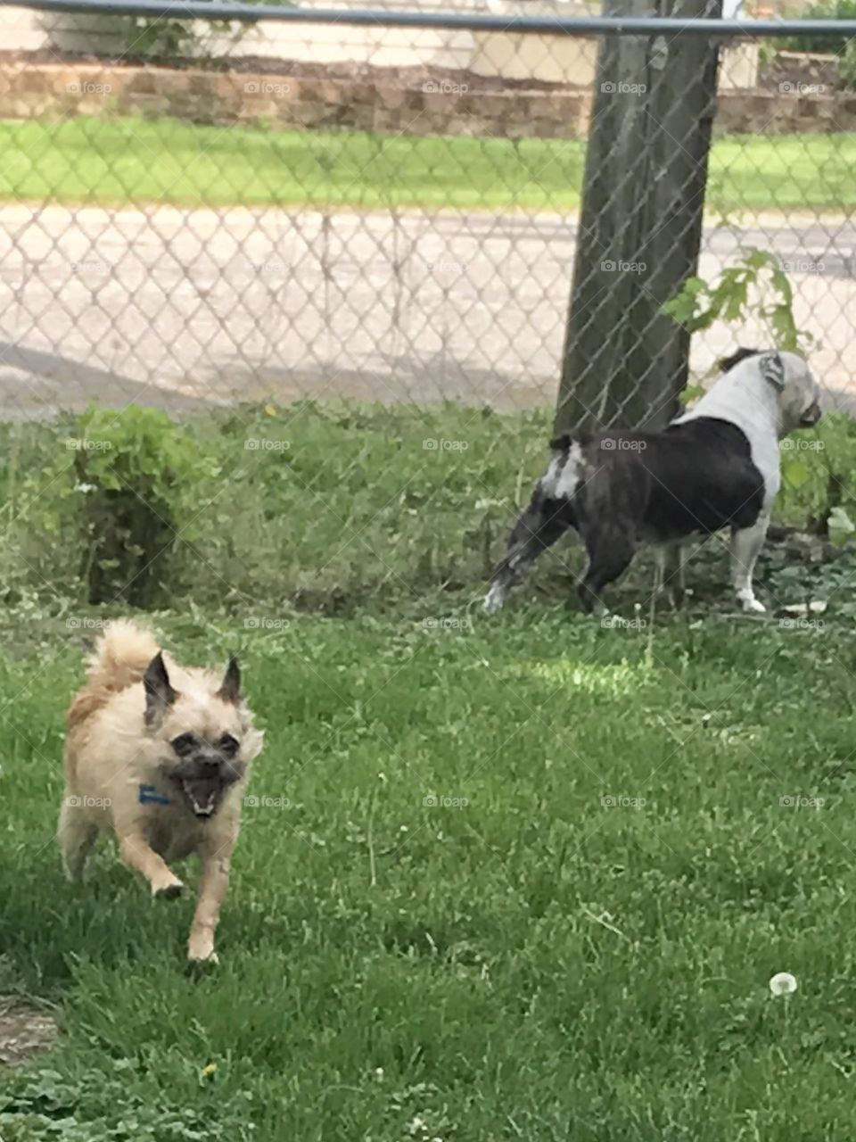 Dogs in the fence