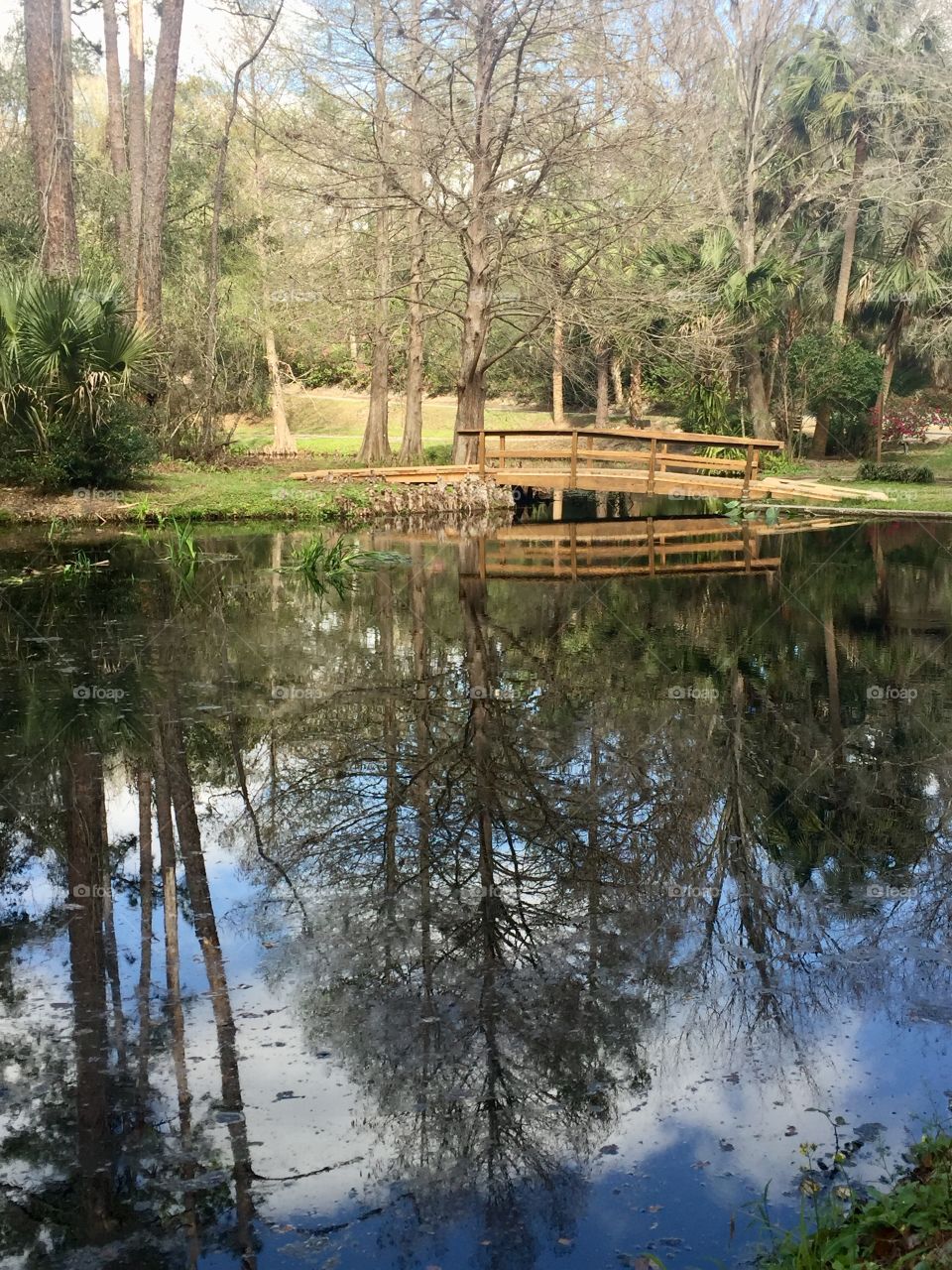 Trees reflected on a pond with a bridge in a park on a beautiful spring day