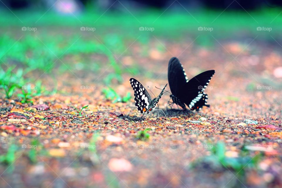 Butterfly sweet