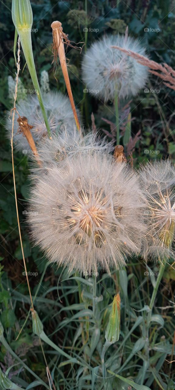 dandelion family