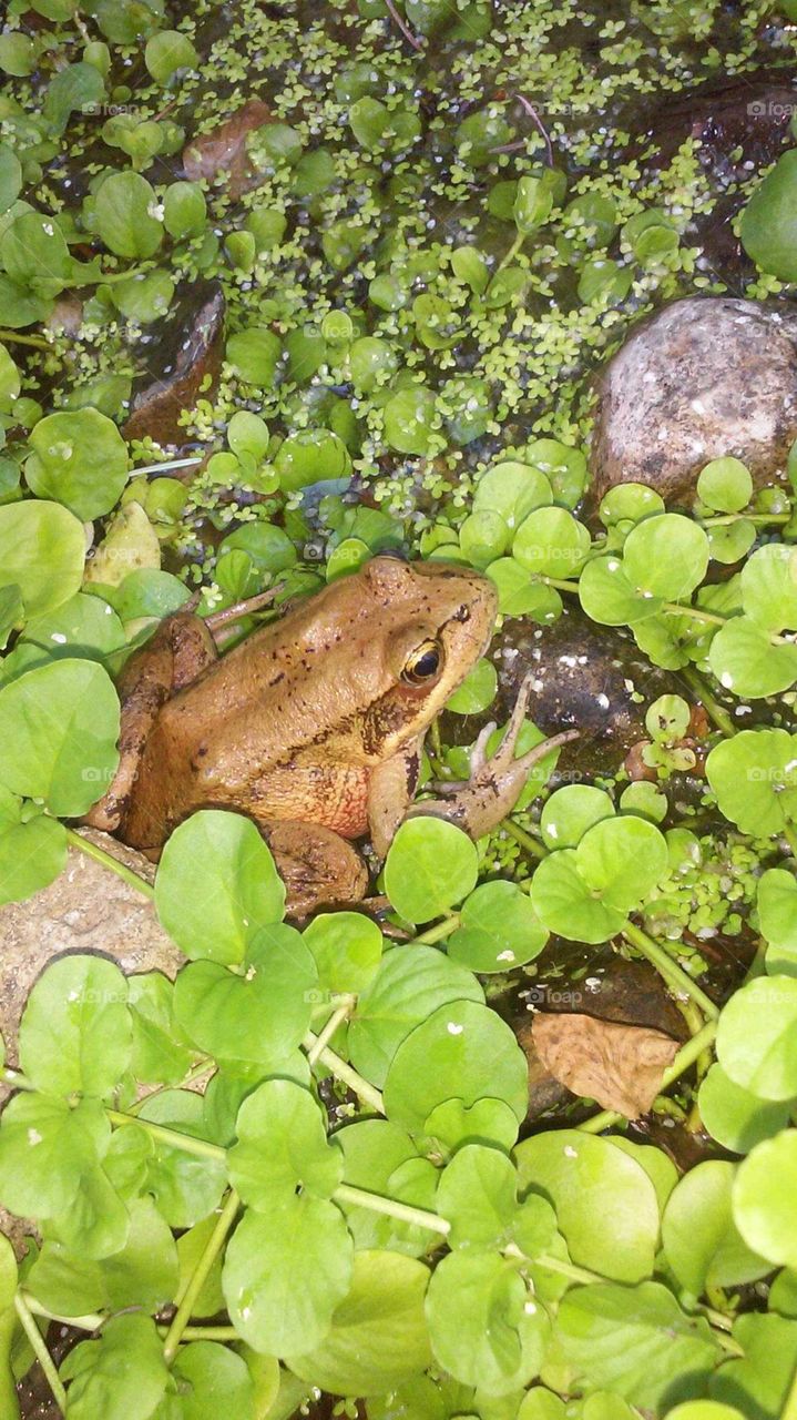 Red legged Frog in Pond