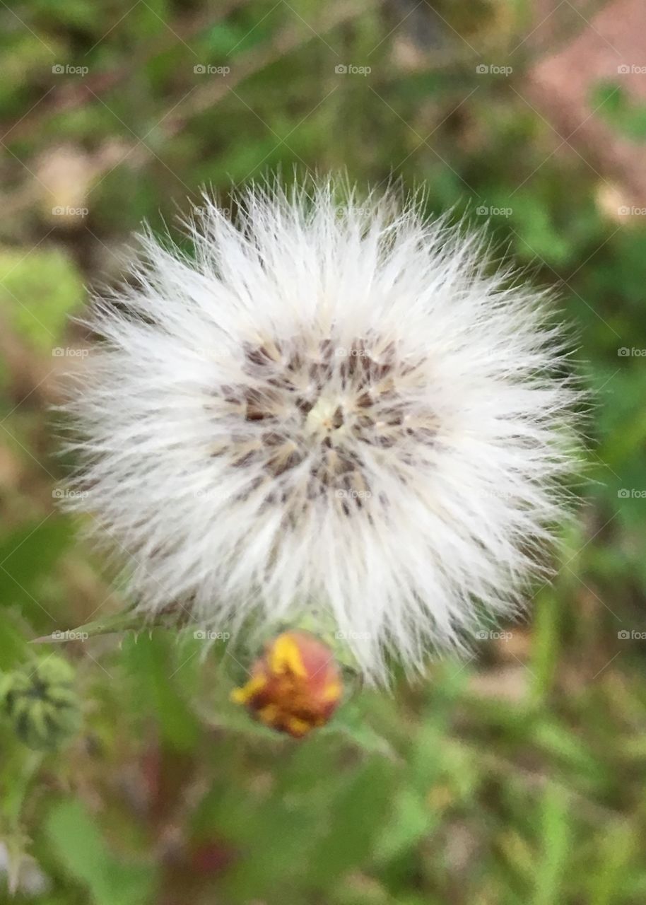 Nature, No Person, Flower, Flora, Dandelion