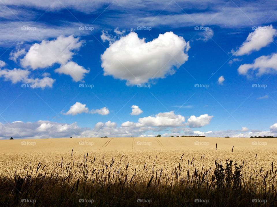 Fluffy heart shaped cloud floating above farmland 