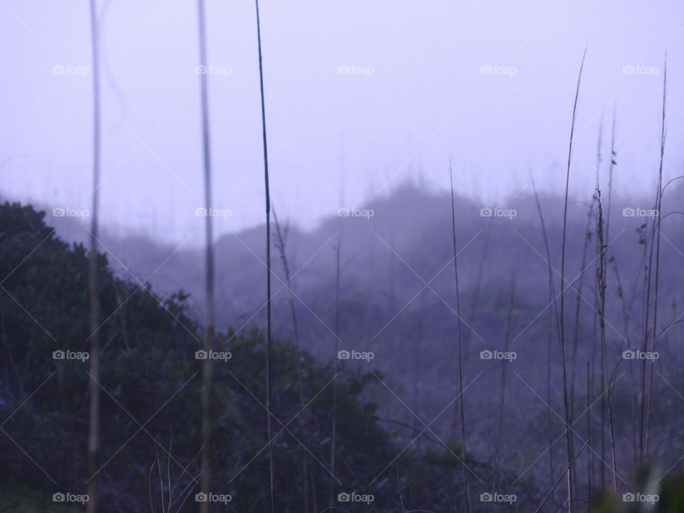 Morning fog through the dunes.