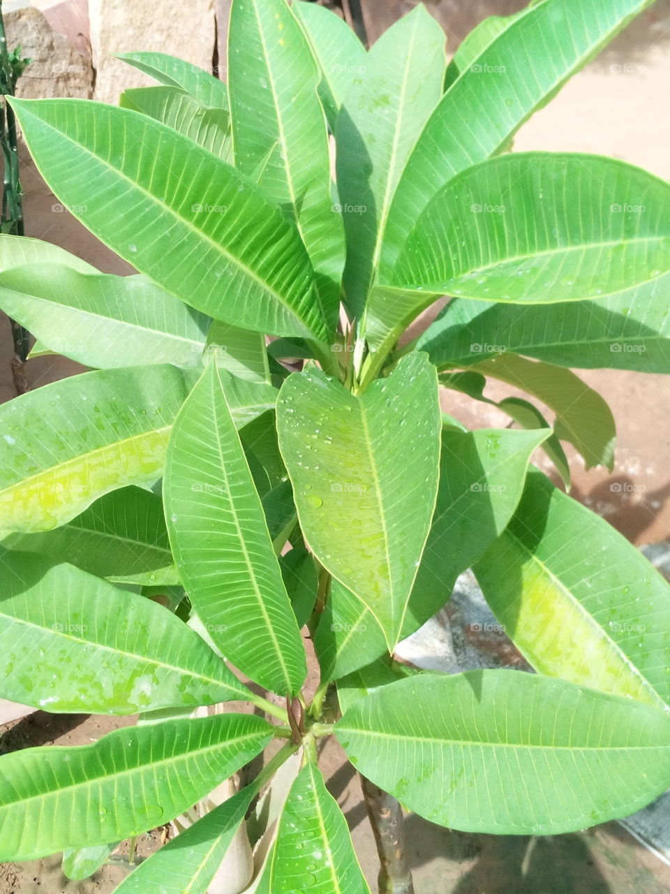 beautiful green plants object