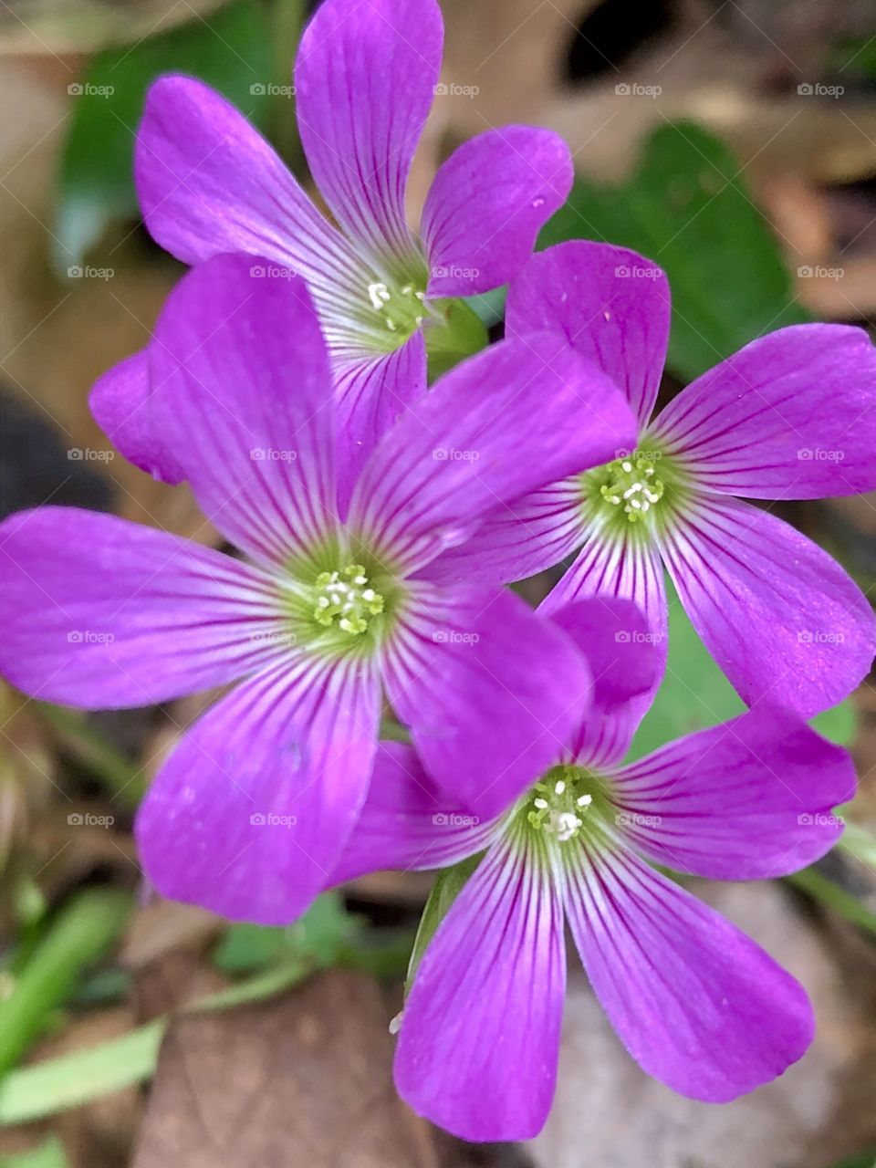 Bright purple violets brighten the gloomiest of days; colorful bearers of spring spices and perfumes borne on the wind-