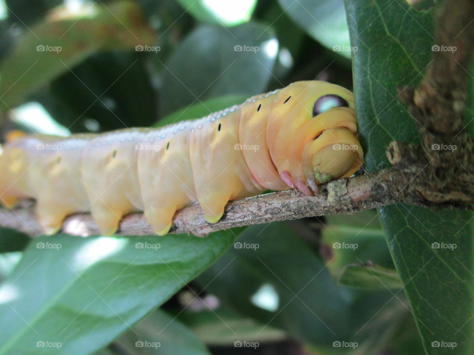 caterpillar