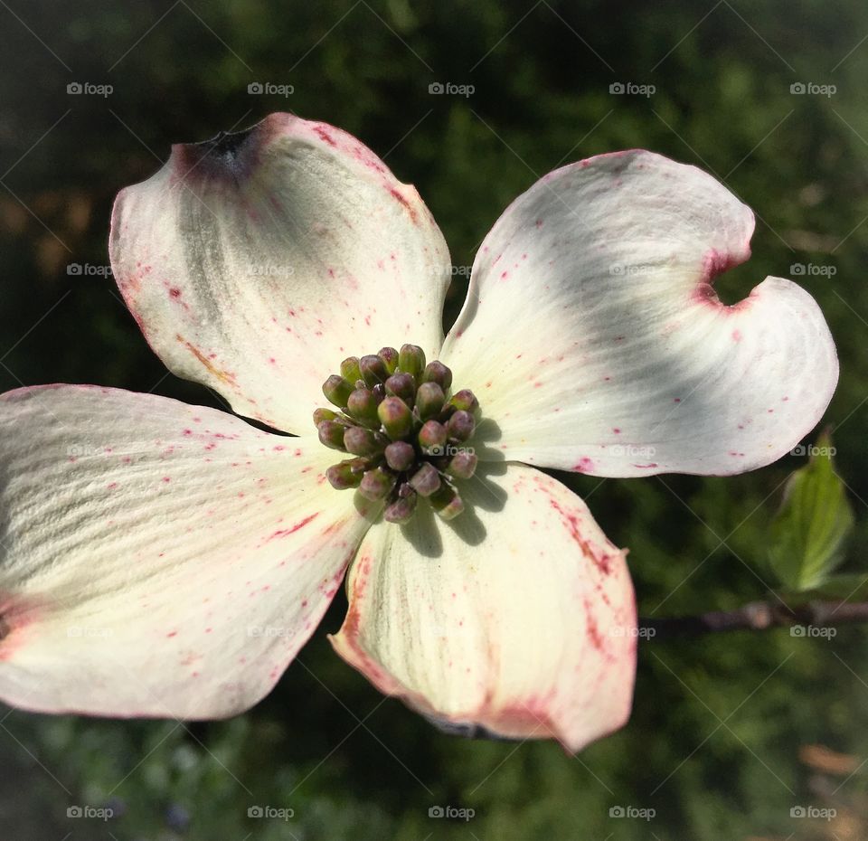 Springtime on my mind - a dogwood bloom in May in New England is beautifully lit with natural light