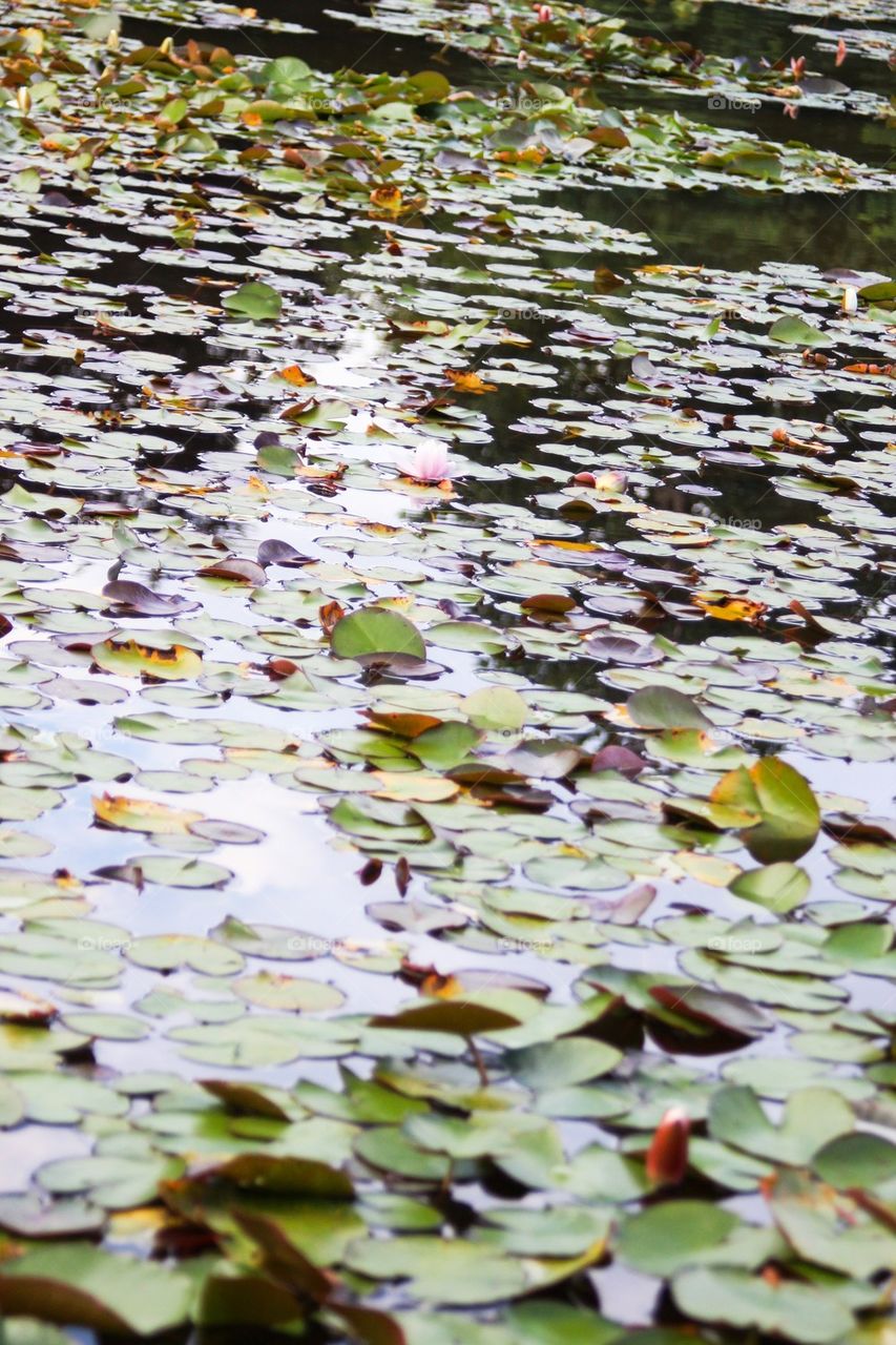 Lilies on a pond