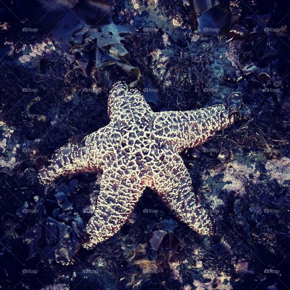 Star of the sea