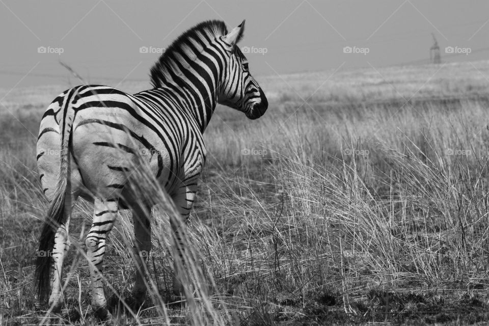 Moments like this. lone zebra stare over the plains.