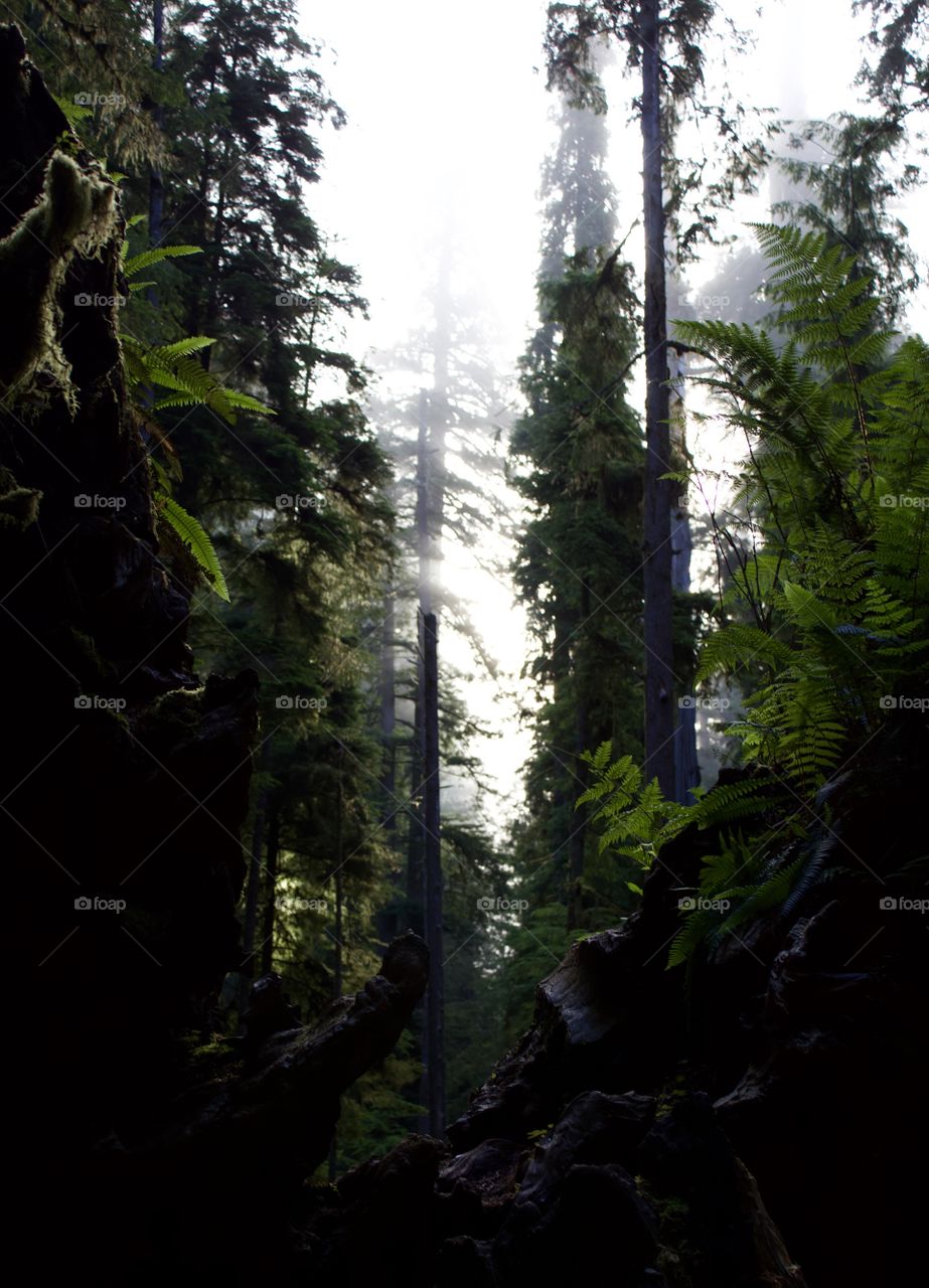 Fog through Redwood Growth