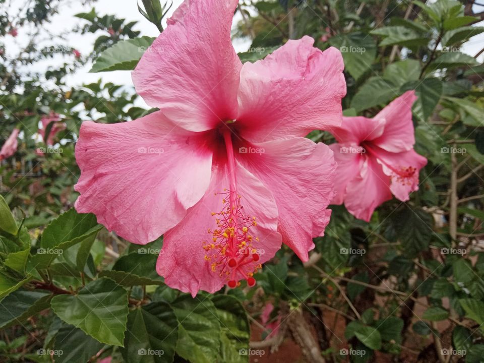 lindas flores ❤️