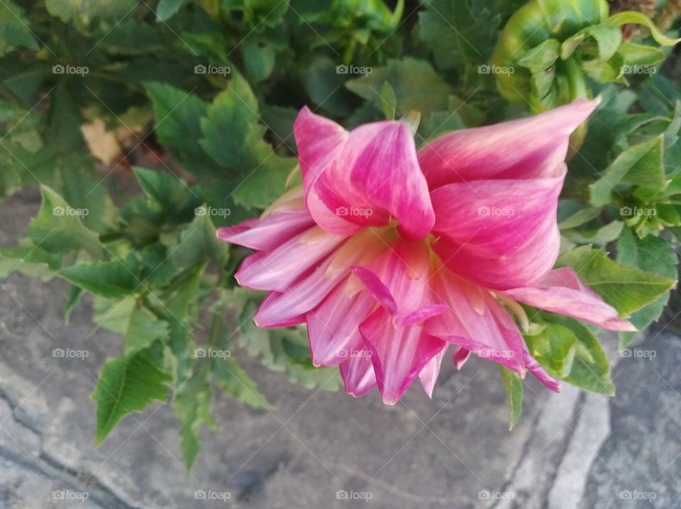 pink flower seasonal fresh shurb small size looks very beautiful generally found everywhere