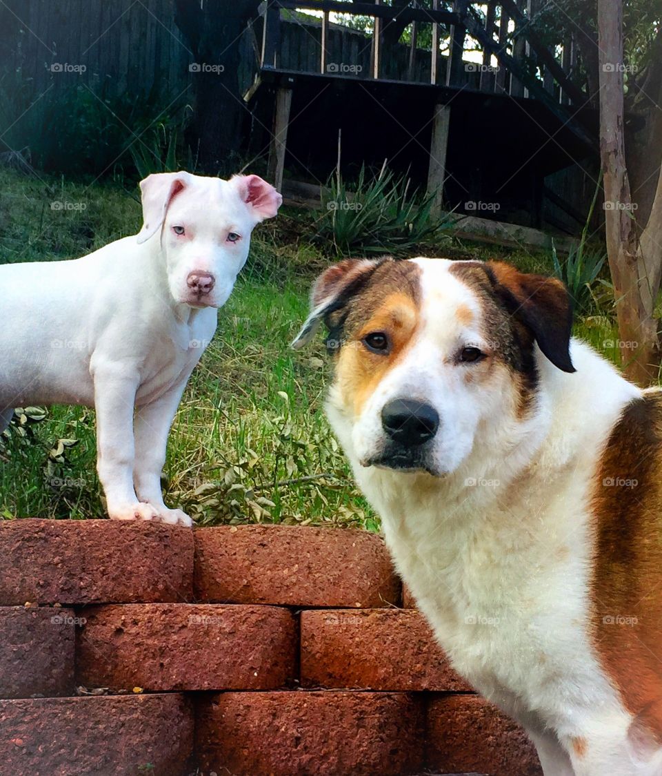 The Rabbit and the Wolf