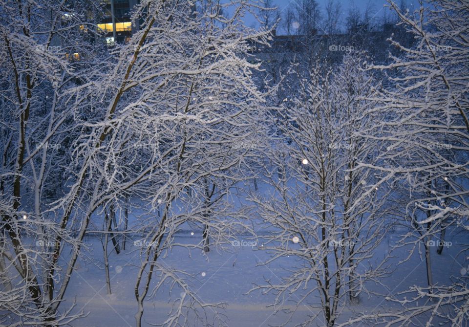 Winter, Snow, Cold, Tree, Frost