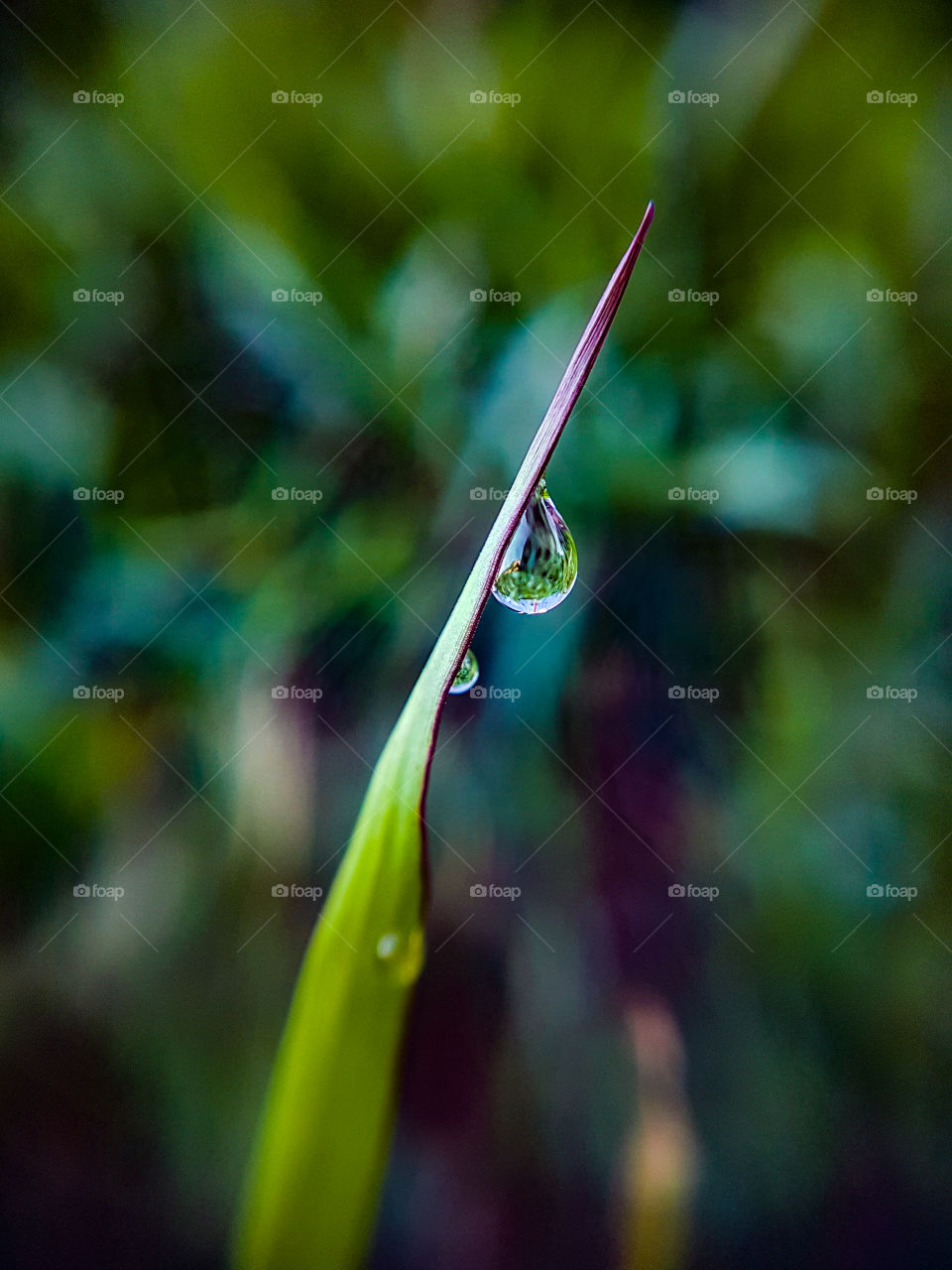 water droplet on wet grass after rain
