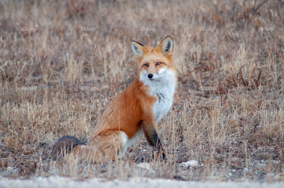 Fox portrait