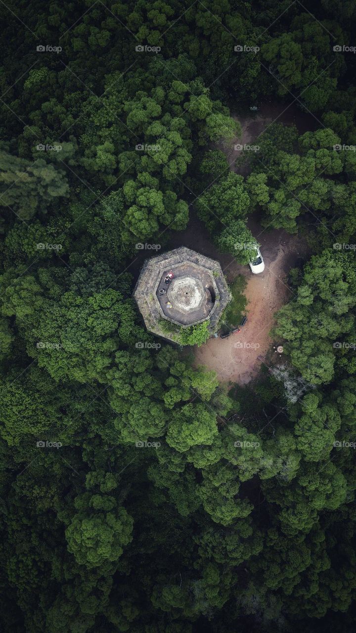 Ancient tower in the middle of Forest 