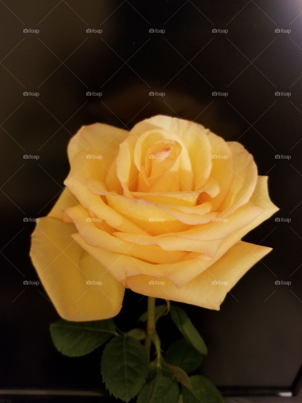 A Beautiful Yellow Rose