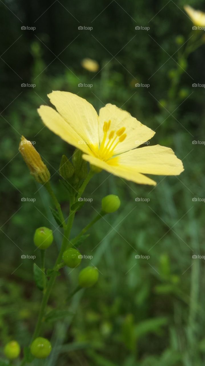 Yellow Morning