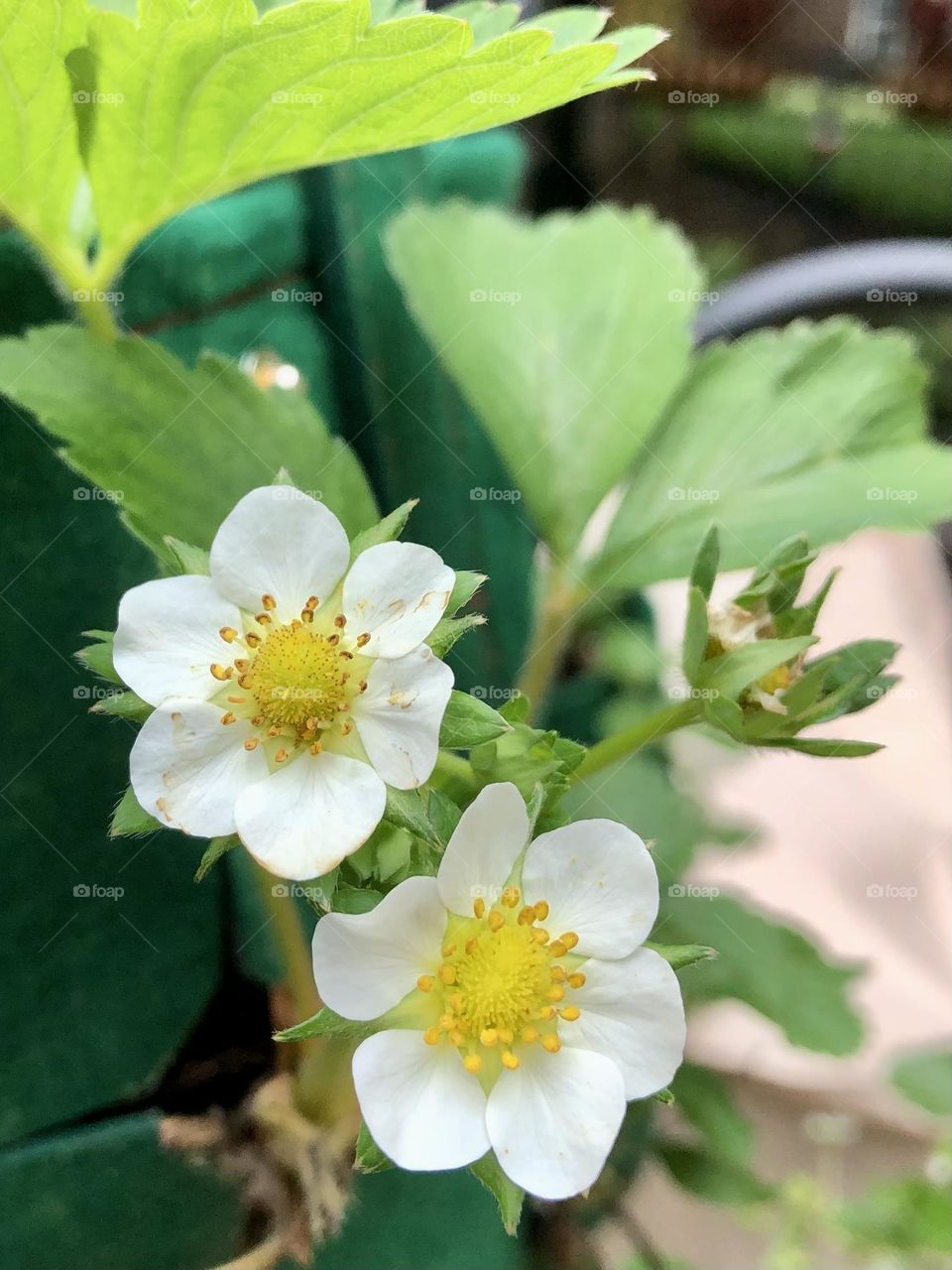 Summer strawberry plant flowers blossoms petals blooming hanging container grow bags backyard gardening