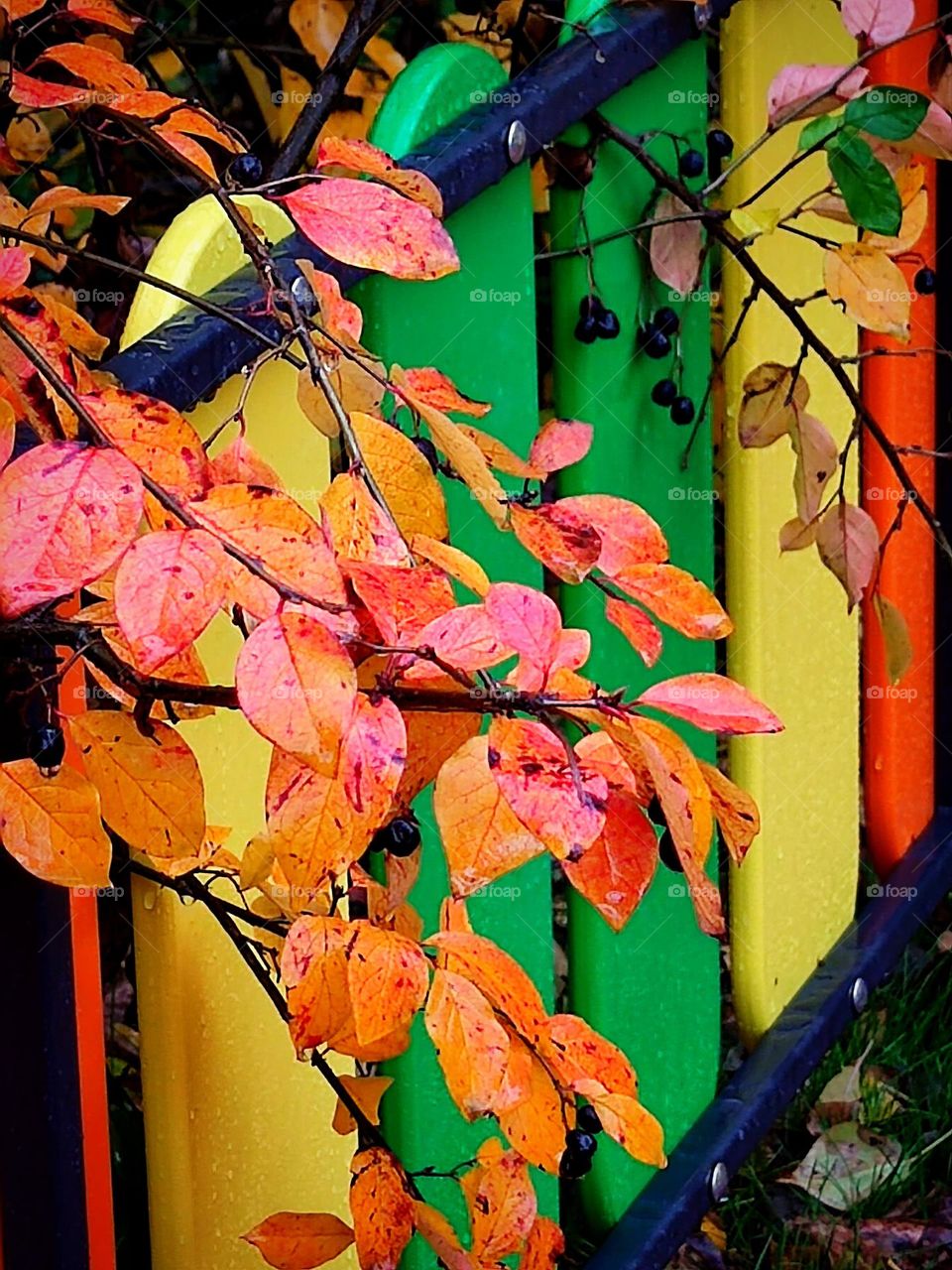 Autumn.  Branch of a bush with red leaves and black berries against the background of a multi-colored fence