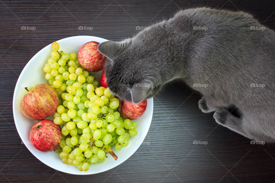 High angle view of cat trying eating fruit