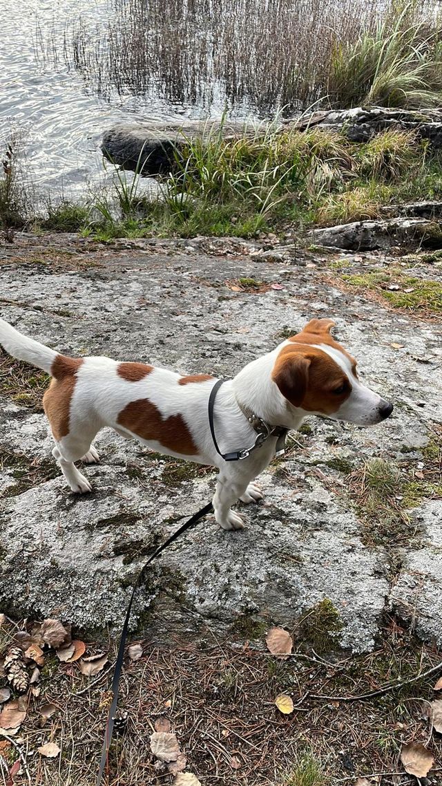 Jack Russell