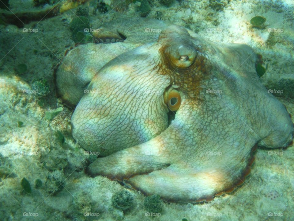 Octopuss sleeping in quiet water