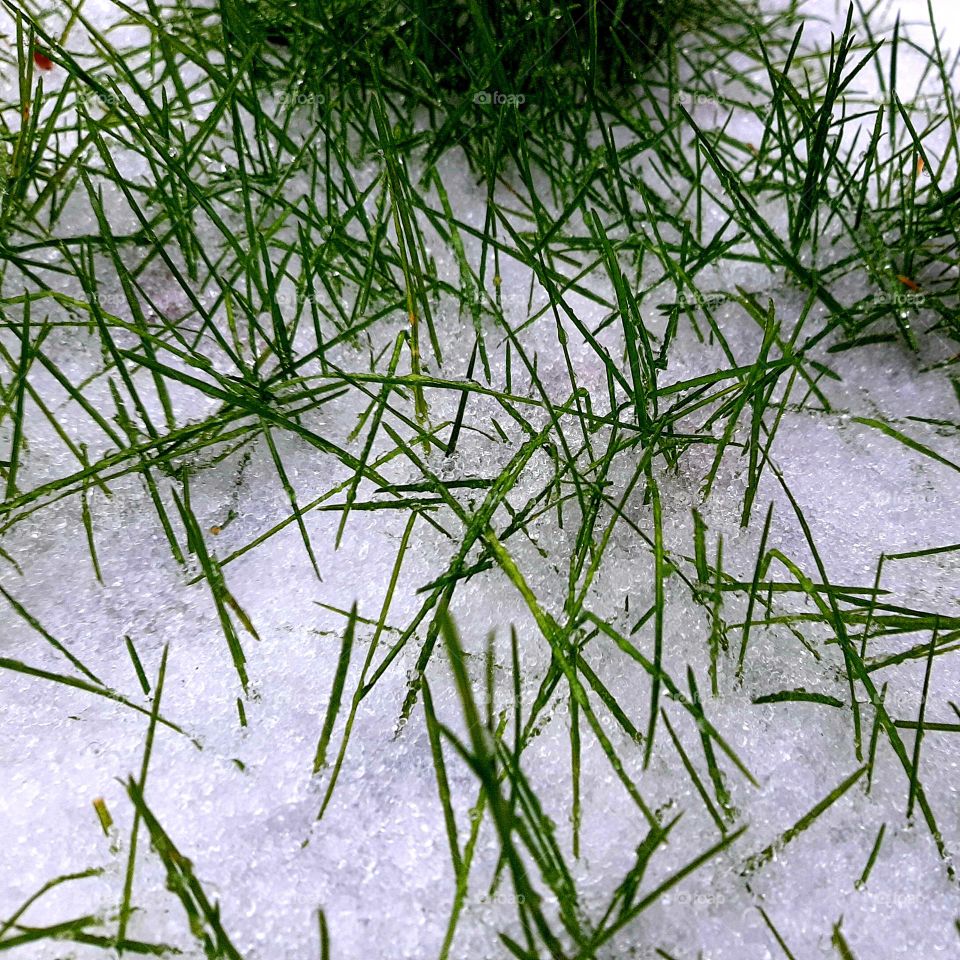 Grass in snow