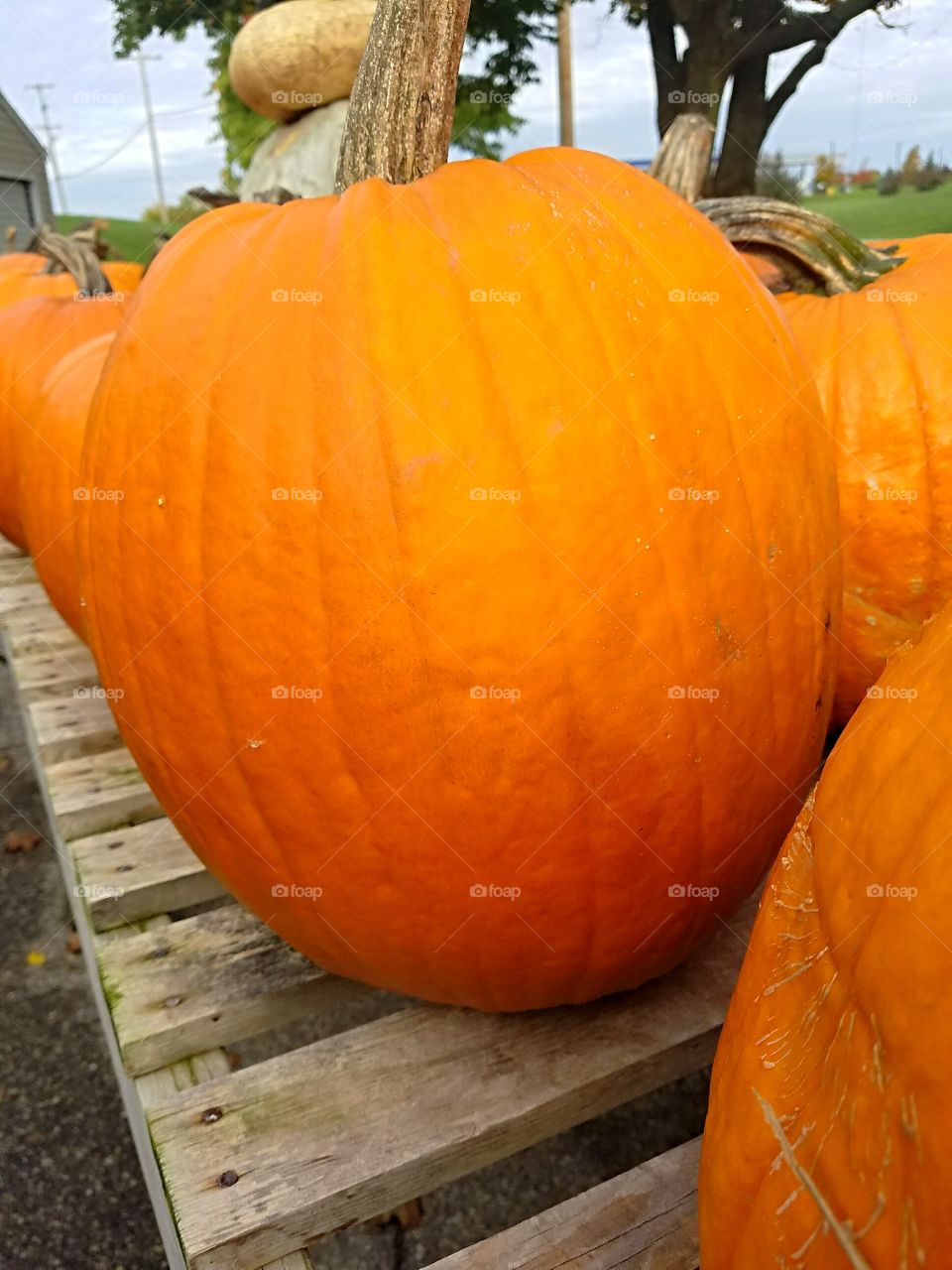 fall pumpkin