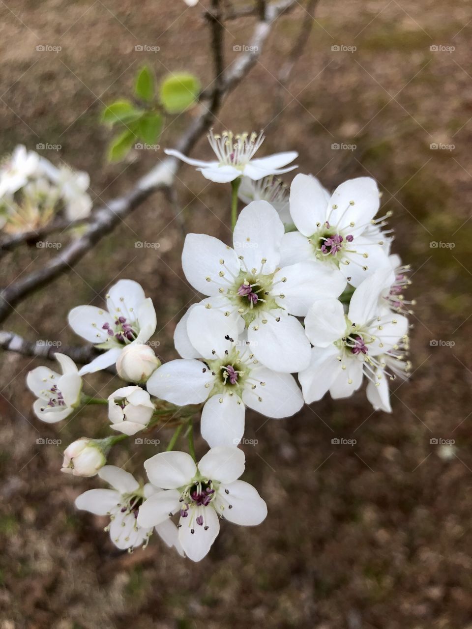 Closeup of spring blossom on pear tree 